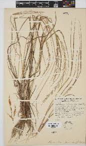 Image result for Pogonarthria