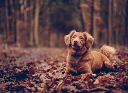 Visit your local north carolina (nc) joann fabric and craft store for the largest assortment of fabric, sewing, quliting, scrapbooking, knitting, crochet, jewelry and other crafts. Dog Friendly Guide To Asheville Nc The Asheville Bed Breakfast Association Blog