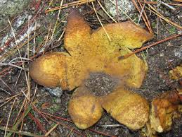 Image result for Scleroderma polyrhizon