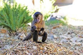 Tufted capuchin has black or dark brown cap with dark sideburns. Tufted Capuchin Perth Zoo