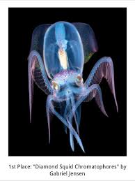 Image result for Brachystephanus