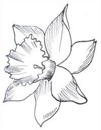 Daffodil 2 Shophandmade Drawings Flower Sketches Flower Drawing