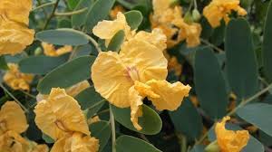 Image result for Tipuana