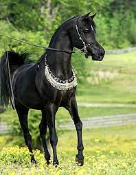 Arabian Stallion Tf Ferrara Photo Suzanne Beautiful Arabian Horses Horses Beautiful Horses