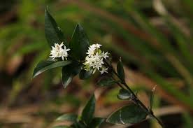 Image result for Carissa bispinosa