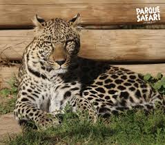 Todos los lugares que se visitan están sujetos a variaciones externas como cambios climáticos o permisos de autoridades. Parque Safari Chile Na Twitteru Te Gustan Los Felinos Fuertes Este Leopardo Es Un Poderoso Gato Gigante Ven A Conocerlo En Parquesafari