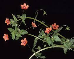 Image result for Lysimachia arvensis