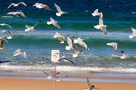 Seagulls Fly Manly Beach Sydney Australia Sml 20140317 7d 51943 Manly Beach Beautiful Beaches Seagulls Flying