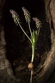 Image result for Stylochaeton borumensis