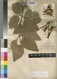 Image result for Phragmanthera capitata