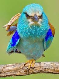 pin by olga hernandez on birds of a feather pet birds colorful birds beautiful birds