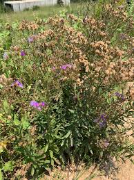 Image result for Vernonia glabra