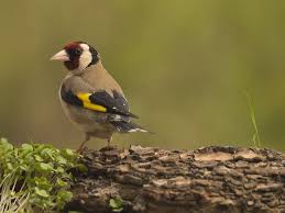 صور جميلة لطائر الحسون في الطبيعة Goldfinch Animals Bird