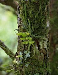 Image result for Taeniophyllum