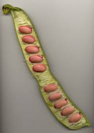 Image result for Canavalia gladiata