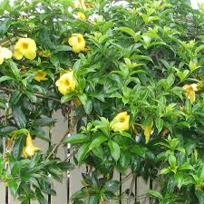 Image result for Allamanda