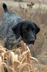 Black And White Pointer Dog Beautiful Black And White Pointer For Cash Back Savings On Pet Supplies Stores Visit Www Dubli Com M04vb Hunting Dogs Pointer Puppies German Shorthair