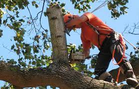 $150 (phx > gilbert) pic hide this posting restore restore this posting. Tree Service Phoenix Tree Trimming Tree Care Tree Removal