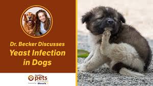 How is yeast infection in dogs diagnosed? Dr Becker Discusses Yeast Infection In Dogs Youtube