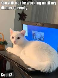 Cat unicorn with the color donut on a cloud 2 the cat unicorn in sunglasses with a color donut is sitting on the cloud like a divan. Funny Cats