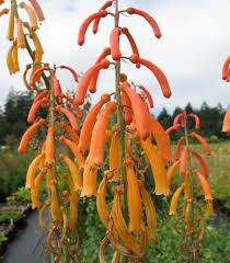 Image result for Kniphofia thomsonii