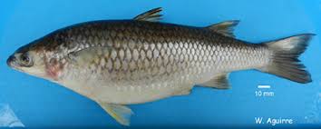 Image result for Elatostema monticola