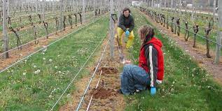 Cornell Cooperative Extension | Starting A Vineyard