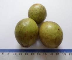 Image result for Coula edulis