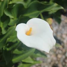 Image result for Zantedeschia aethiopica