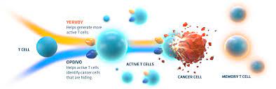 opdivo and yervoy for mesothelioma: How Combination Therapy Works Opdivo Nivolumab Yervoy Ipilimumab