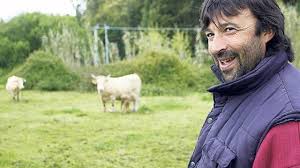 Las vacas vuelven a pastar en Moaña