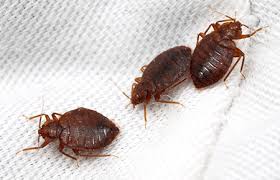 Pest Identification Common Insects And Pests Found In Md