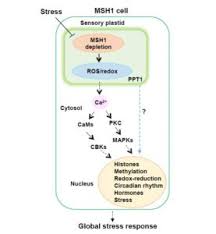 We did not find results for: Plantae Sensory Plastids A Novel Form Of Specialized Plastid Plantae