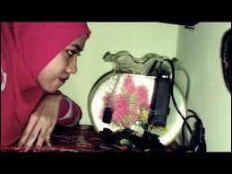 Aquarium akuarium toples vas fish bowl bulat kaca w design luna a 2 lrp45.500: Kisaran Harga Aquarium Bulat Mini Youtube