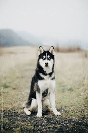 Siberian Husky Black And White Blue Eyes Teaching Emergency Stop In 2020 Husky Dogs Husky With Blue Eyes Siberian Husky Dog