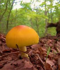 Feeding on foods like mushrooms, insects, nuts, grains and berries, chipmunk populations can balloon in urban settings with bountiful food sources. Orange Mushroom In The Woods Of Wv Berkeley Springs Wv Magical Mushrooms Orange Mushroom Berkeley Springs