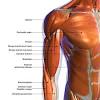 Human muscle system, the muscles of the human body that work the skeletal system, that are under voluntary control, and that are concerned with movement, posture, and balance. 1