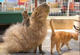 Meet The Giant Rodent Who Gets On With Everyone In The Animal Kingdom Capybara Animals Animals Amazing