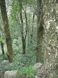 Image result for Heywoodia