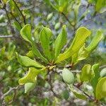 Image result for Terminalia boivinii