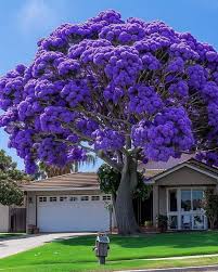 Image result for Jacaranda mimosifolia