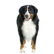 The mission of the hmbmd rescue program is to take in dogs of bernese mountain dog parentage that are in shelters, surrendered by their owners, or that have become. Bernese Mountain Dog Breed Information Pictures Berner Sennenhund Bouvier Bernois Bovaro Bernese Duerrbaechler