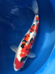 pin von val escibar auf koi fish japanischer garten japan garten