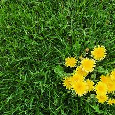 The only place i don't want for weeds in sidewalk cracks like shown above, boiling water works. Lawn Weeds How To Identify The Most Common Types This Old House