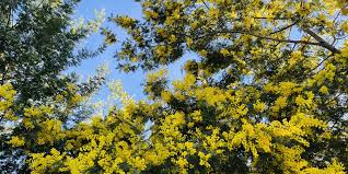 Image result for Mimosa 1988 Tracer