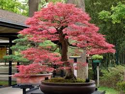 22 Best Trees For Bonsai You Should Know About Japanese Bonsai Tree Japanese Maple Bonsai Bonsai Forest