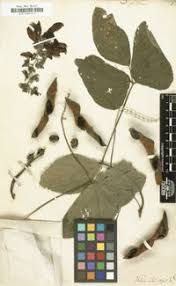 Image result for Dolichos trilobus