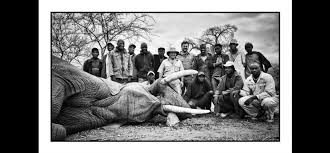 Hunting:Elephant - Hunt in Africa by ...