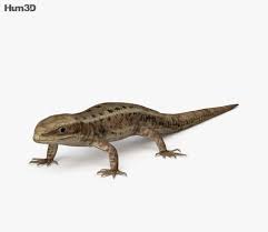 Common Lizard 3d Model From Hum3d Com Common Lizard Lizard 3d Model