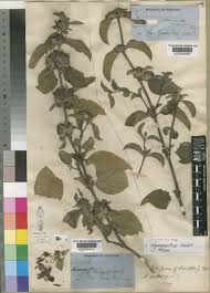 Image result for Neuracanthus decorus